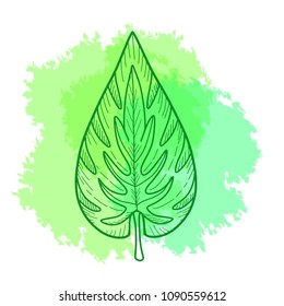 Exotic tropical palnt leaf.