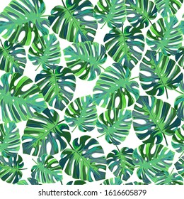 Exotic tropical pattern with monstera leaves . Natural seamless background.