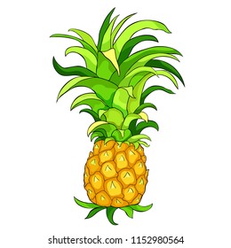 the exotic tropical pineapple fruit  vector illustration