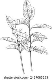 Exotic tropical plant hand drawn. Black and white engraved ink art. Isolated leaf illustration element on white background.