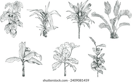 Plantas tropicales exóticas. Arte de tinta con grabado en blanco y negro. El aislado deja elementos ilustrativos sobre fondo blanco.