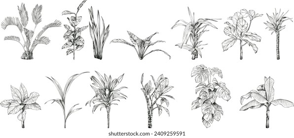 Exotic tropical plants. Black and white engraved ink art. Isolated leaves illustration element on white background.