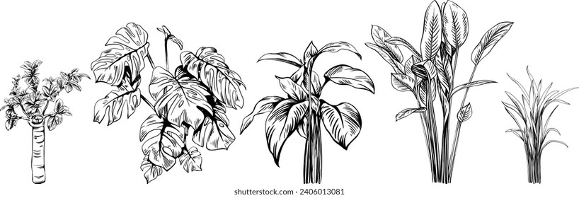 Exotic tropical plants set. Black and white engraved ink art collection. Isolated leaves illustration element on white background.