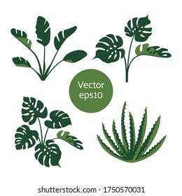 Exotic tropical plants set isolated on white background. Vector illustration.