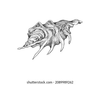 Ilustración vectorial de grabado con mano de conchas tropicales exóticas aislada en fondo blanco. El elemento marino decorativo es el caparazón de moluscos o moluscos.