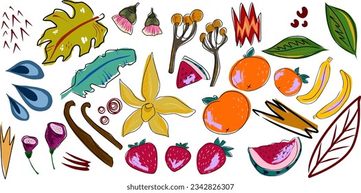 Exotic tropical set, fruits, flowers, leaves. Vector set, elements collection