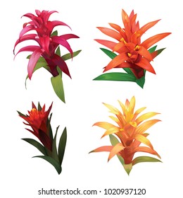 Exotic tropical vector of guzmania on white background. Vector set of blooming tropical floral for wedding invitations, greeting card and fashion design.