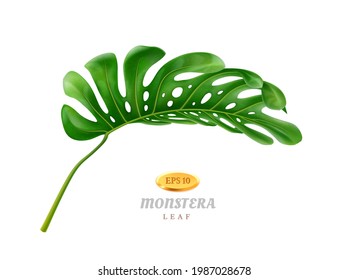 Exotic and tropical vegetation and flora, isolated curved wide monstera leaf with holes. Greenery of jungles and forests, decorative foliage and flower branches. Realistic 3d cartoons vector