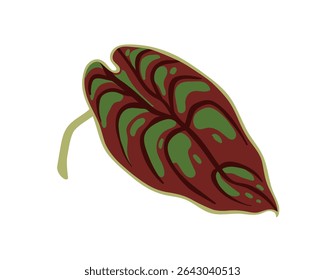 Folha variegada exótica. Folhagem de alocasia tropical grande. Planta com folhagem bicolor mosqueada, manchado verde e marrom padrão. Verde natural. Ilustração de vetor plano isolada no plano de fundo branco