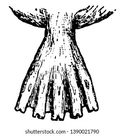 Pie expandida que se adapta a la natación, dibujo de líneas vintage o ilustración de grabado.