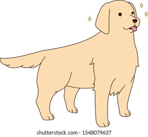 Expecting golden retriever vector illust