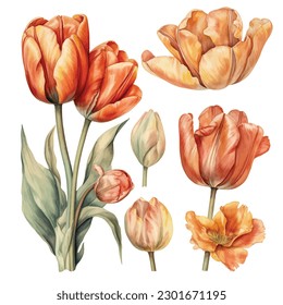 Experience the enchanting allure of watercolor tulips with this captivating set. Each bloom is meticulously painted in vibrant hues, showcasing the delicate beauty of these beloved flowers. 