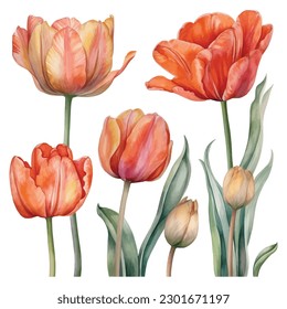 Experience the enchanting allure of watercolor tulips with this captivating set. Each bloom is meticulously painted in vibrant hues, showcasing the delicate beauty of these beloved flowers. 