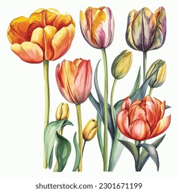 Experience the enchanting allure of watercolor tulips with this captivating set. Each bloom is meticulously painted in vibrant hues, showcasing the delicate beauty of these beloved flowers. 