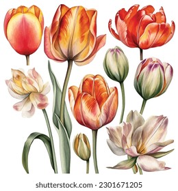 Experience the enchanting allure of watercolor tulips with this captivating set. Each bloom is meticulously painted in vibrant hues, showcasing the delicate beauty of these beloved flowers. 