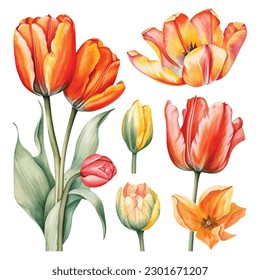 Experience the enchanting allure of watercolor tulips with this captivating set. Each bloom is meticulously painted in vibrant hues, showcasing the delicate beauty of these beloved flowers. 