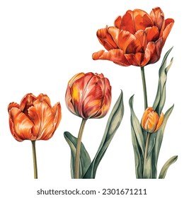 Experience the enchanting allure of watercolor tulips with this captivating set. Each bloom is meticulously painted in vibrant hues, showcasing the delicate beauty of these beloved flowers. 