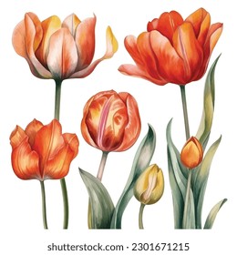 Experience the enchanting allure of watercolor tulips with this captivating set. Each bloom is meticulously painted in vibrant hues, showcasing the delicate beauty of these beloved flowers. 