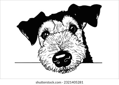 
Experience the endearing moment as an Airedale Terrier peeks with curiosity. This charismatic dog breed captivates hearts with its expressive eyes and playful nature.