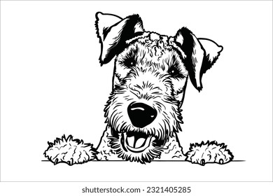 
Experience the endearing moment as an Airedale Terrier peeks with curiosity. This charismatic dog breed captivates hearts with its expressive eyes and playful nature.