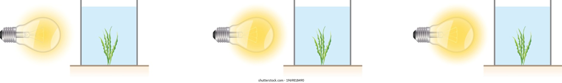 
Experiment to investigate the effect of light intensity on photosynthesis speed