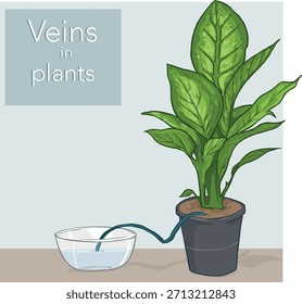 Experimenta regando una planta con una tira de tela.