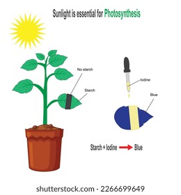 Experiment with Plant, Photosynthesis, sunlight is essential for photosynthesis,starch iodine experiment, biology experiment, good for project work