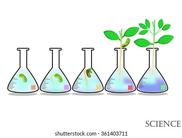 Experimental growth of plants in Erlenmayer flask.