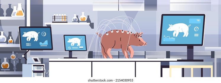 experimental pig in modern veterinary clinic or lab analyzing health biological genetic engineering research concept