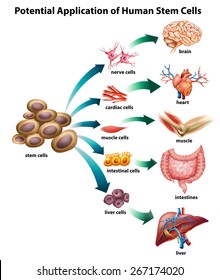 Explanation of stem cell application svg