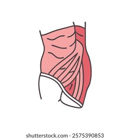 Explanatory Icon of External Oblique Muscle Anatomy