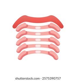 Explanatory Icon of Floating Ribs Anatomy