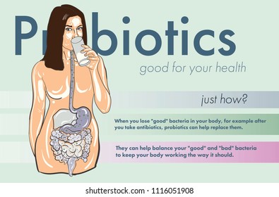 Explicative illustration of probiotics with woman drinking yoghurt. Digestive sistem with gut stomach, intestines, liver. Cartoon style ilustration with text