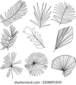 Explore a beautifully crafted collection of vector line art illustrations featuring a diverse range of palm leaves. Each design showcases intricate and elegant details, capturing the unique textures