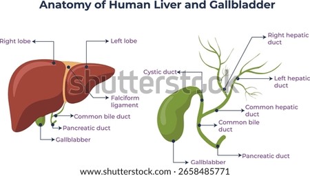 Explore the detailed structure of the human liver and gallbladder including lobes ducts and blood supply for medical study