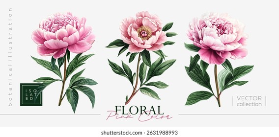 Explore the Elegant Floral Peonies Collection designed for unique design projects. Vintage painting style and botanical illustration