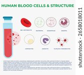 Explore human blood cells their types structure functions in the circulatory system and how they maintain health