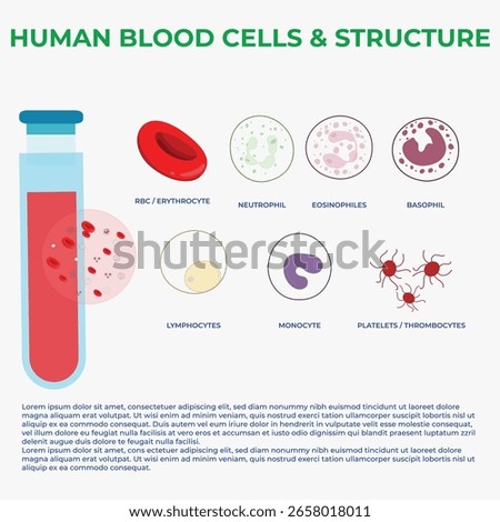 Explore human blood cells their types structure functions in the circulatory system and how they maintain health