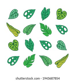 Explore leaf diversity! Our collection showcases popular leaves on a white background, featuring the trendy 'Janda Bolong,' a leaf adored by plant enthusiasts worldwide.