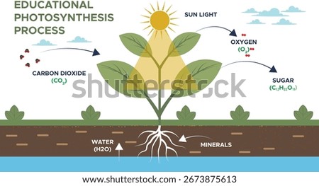 Explore the magic of photosynthesis how green plants harness solar energy to produce their own food and release vital oxygen