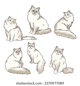 Explore Ragdoll cats in various charming poses. Our high-quality illustrations capture their grace and charm. Perfect for pet-related designs.