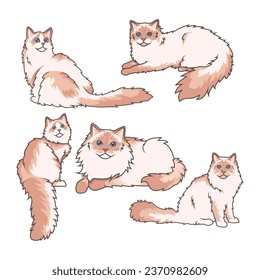 Explore Ragdoll cats in various charming poses. Our high-quality illustrations capture their grace and charm. Perfect for pet-related designs.