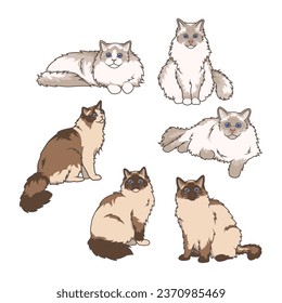 Explore Ragdoll cats in various charming poses. Our high-quality illustrations capture their grace and charm. Perfect for pet-related designs.