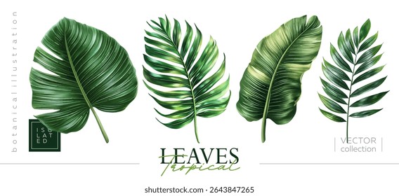 Explore the Tropical Leaves Collection perfect for enhancing your Graphic Design and Decor projects. Vectorized hand drawn gouache illustrations.