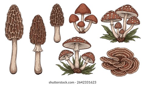 Exploring the Diverse World of Mushrooms A Deep Dive Into Edible and Toxic Varieties