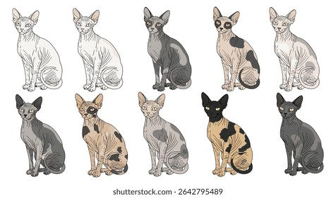 Exploring the Diverse World of Sphynx Cats A Comprehensive Guide to Coat Colors