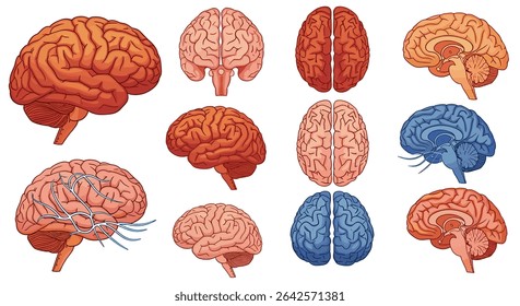 Exploring the Intricate Human Brain Anatomy A Comprehensive Overview of its Functions