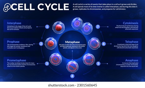 Exploring the Stages of the Cell Cycle: A Microbiological Journey Through Interphase, Prophase, Prometaphase, Anaphase, Telophase, and Cytokinesis - Illustrated Infographic Design