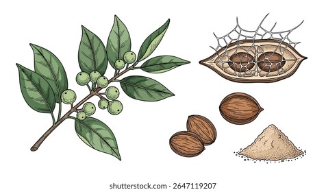 Exploring the Wonders of Soapnut: A Natural Cleanser with Diverse Applications for Clean Living