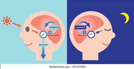 exposure to sunlight increase the serotonin. the pineal gland starts the synthesis of melatonin from serotonin at night/diagram of circadian rhythm